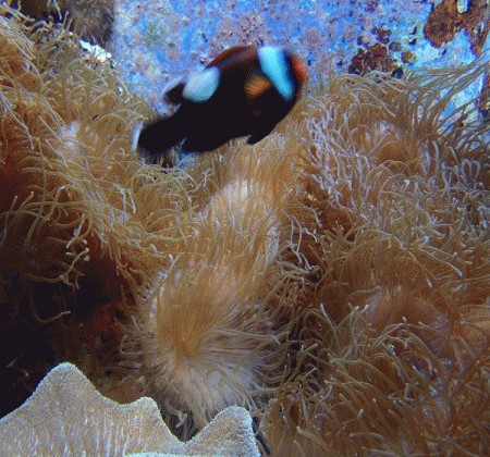 f0011352_153566.gif
