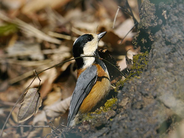 d0091754_055275.jpg