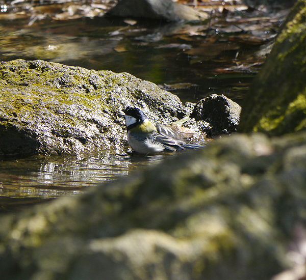 d0091754_059491.jpg