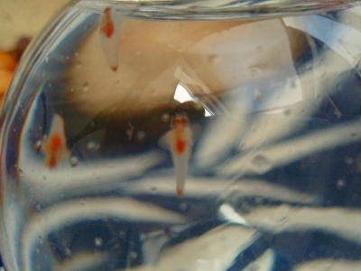 e0004756_2081099.jpg