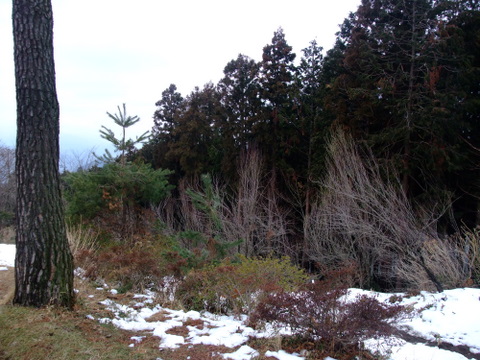 a0043982_6253157.jpg