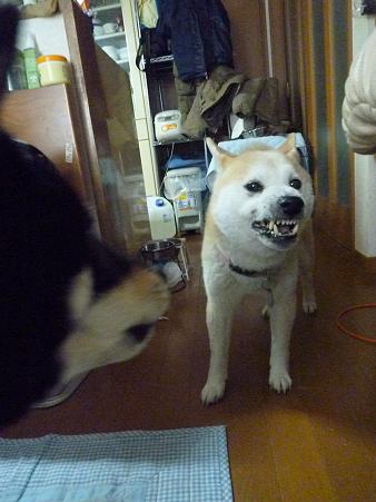 c0123890_2049491.jpg