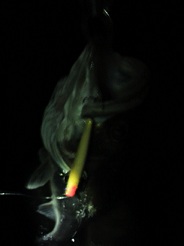 f0069890_0523129.jpg