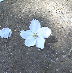 c0196611_20395639.jpg