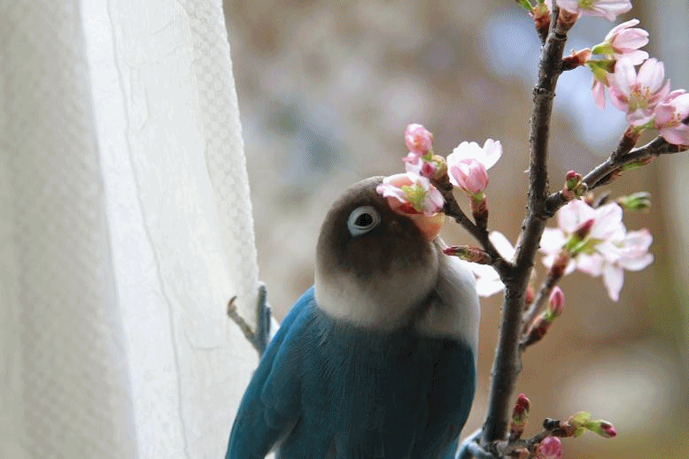 c0145250_16491813.gif