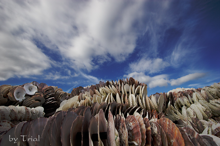 c0059485_1312722.jpg