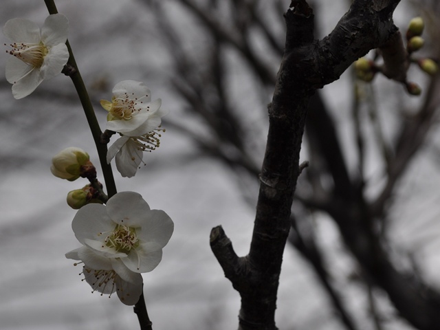 c0039924_20125134.jpg