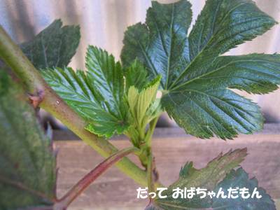 e0097534_15411411.jpg