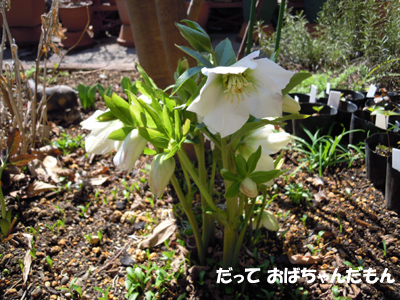 e0097534_15421380.jpg