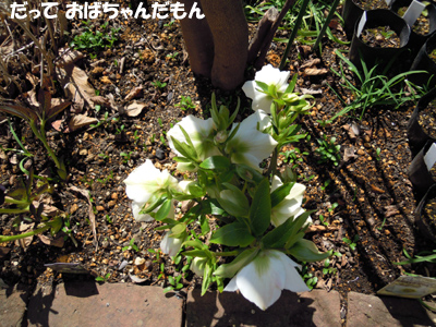 e0097534_1542307.jpg