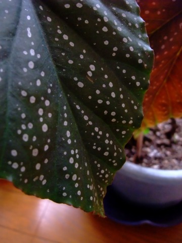 e0045768_22501577.jpg