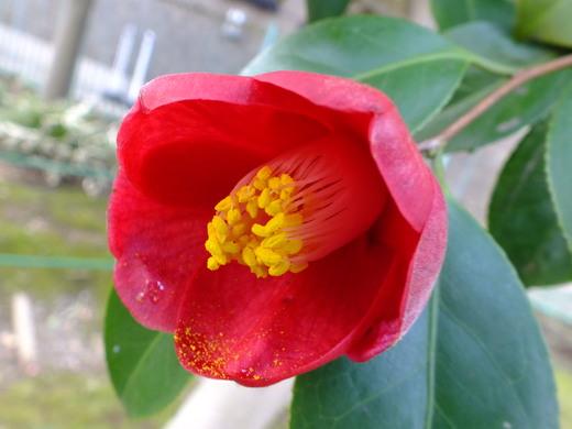 e0145782_20102564.jpg