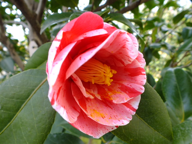 e0145782_2010525.jpg