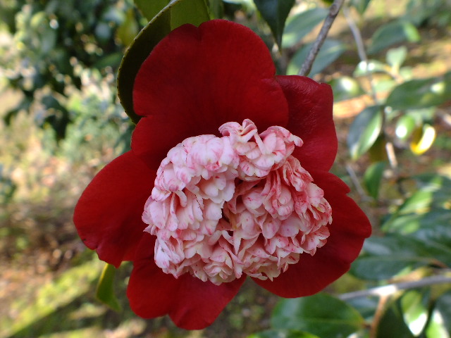 e0145782_20114754.jpg