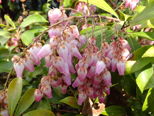 e0145782_2061721.jpg