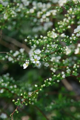 b0119493_0444630.jpg
