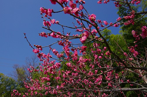 b0119493_04921.jpg