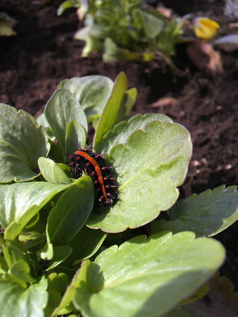 f0127408_22374233.jpg