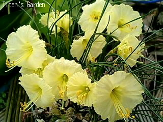 Narcissus romieuxii subsp. romieuxii 39;Julia Jane39; : Titan 