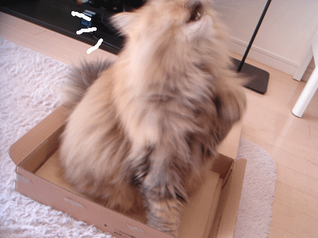 e0157129_19441195.gif