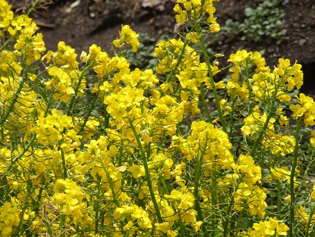 b0089338_21123089.jpg