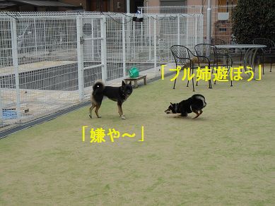 a0137294_23201178.jpg