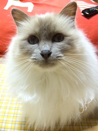 a0045697_1231536.jpg