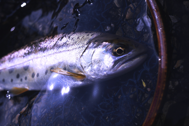 e0200926_8254065.jpg