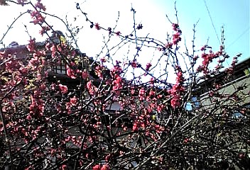 a0098027_1510086.jpg