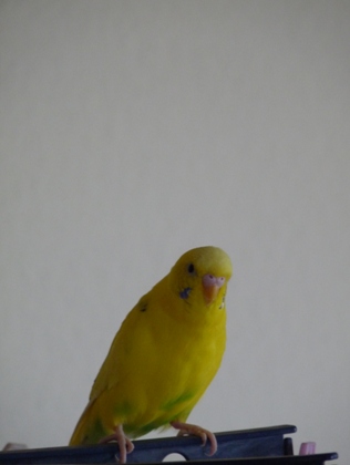 c0100534_895577.jpg