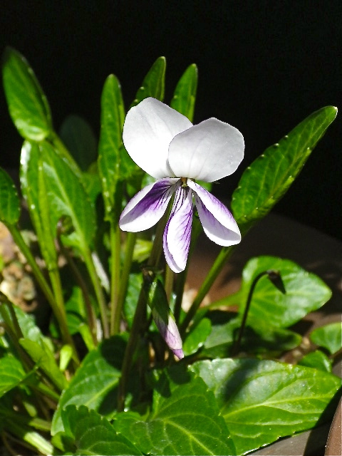 b0027736_144953100.jpg
