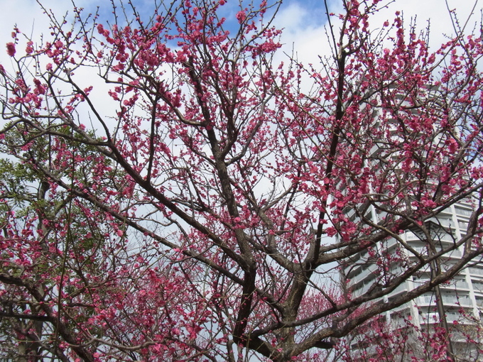 b0190242_20423832.jpg
