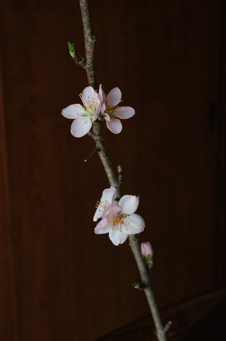 アーモンドの花