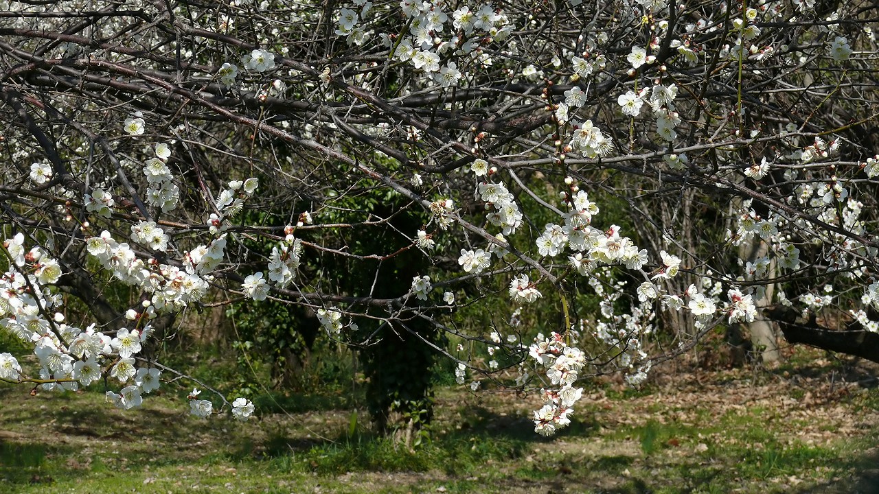 a0185081_19333852.jpg