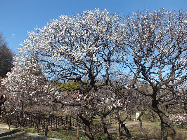 e0145782_19465737.jpg