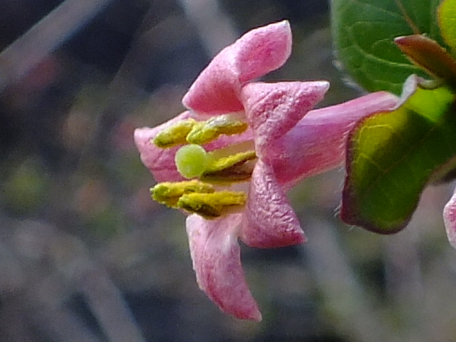 e0145782_19593673.jpg