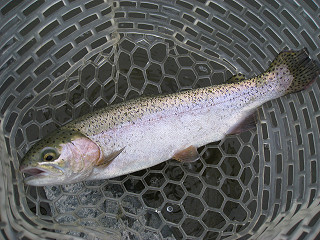 f0065341_1059023.jpg