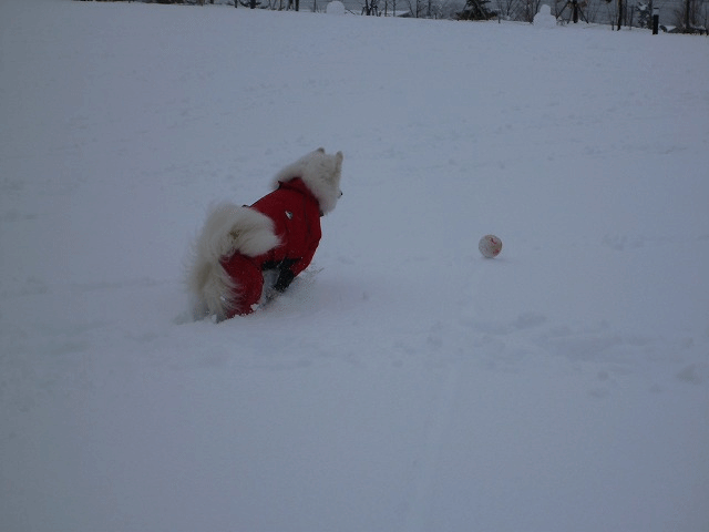 e0176159_18271564.gif