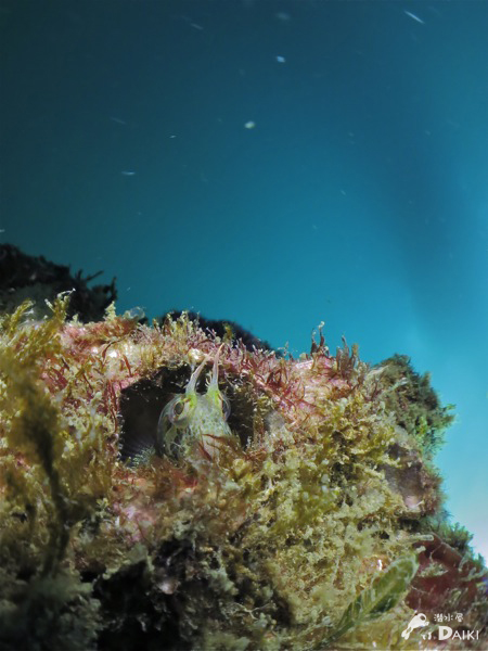 e0158261_8581582.jpg