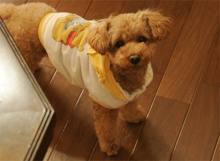 c0196673_194265.gif