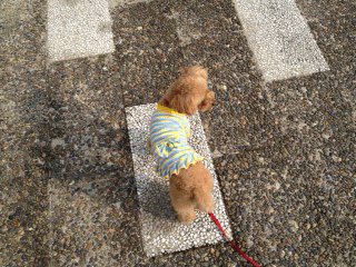 c0196673_19435579.gif