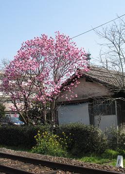 e0130185_11282765.jpg