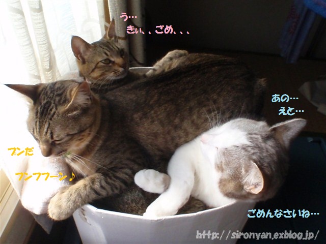 a0159490_15563026.jpg