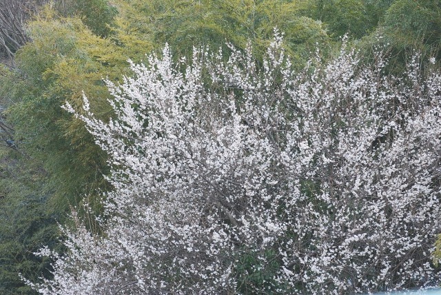 e0025300_15561159.jpg