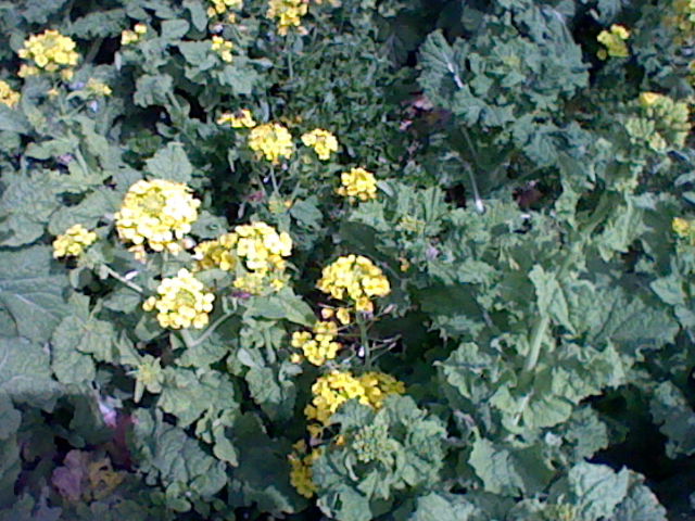 a0101404_226473.jpg