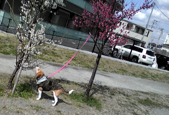 c0166622_1434463.jpg