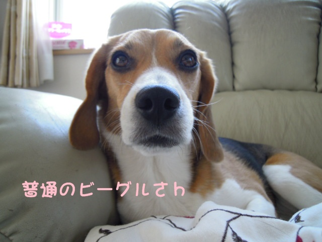 c0166622_14532995.jpg