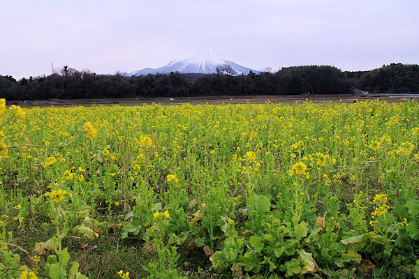 f0007926_1059121.jpg