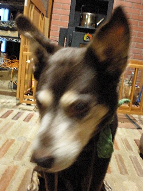 d0006253_19535325.jpg