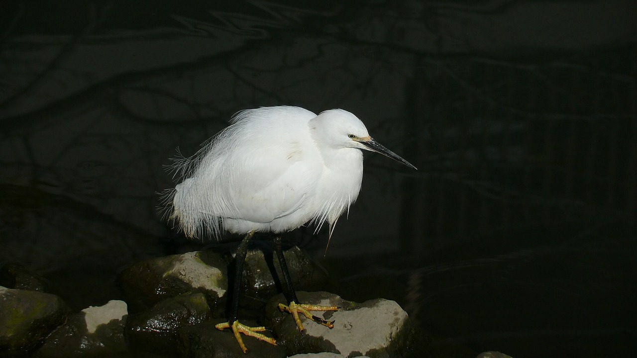 a0185081_22301420.jpg